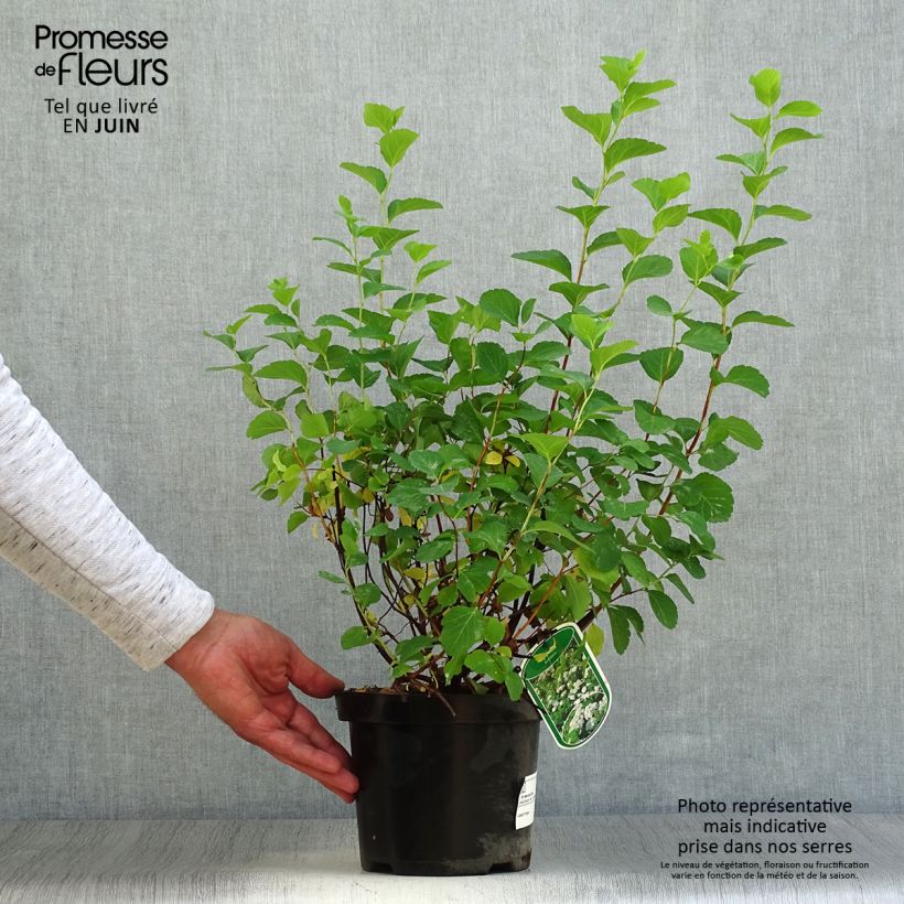 Exemplaar van Spiraea betulifolia Tor - Spierstruik Pot van 3 l/4 l zoals geleverd in de zomer