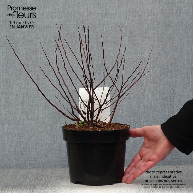 Example of Spirée à feuilles de bouleau Tor - Spiraea betulifolia Pot van 3 l/4 l as you get in hiver
