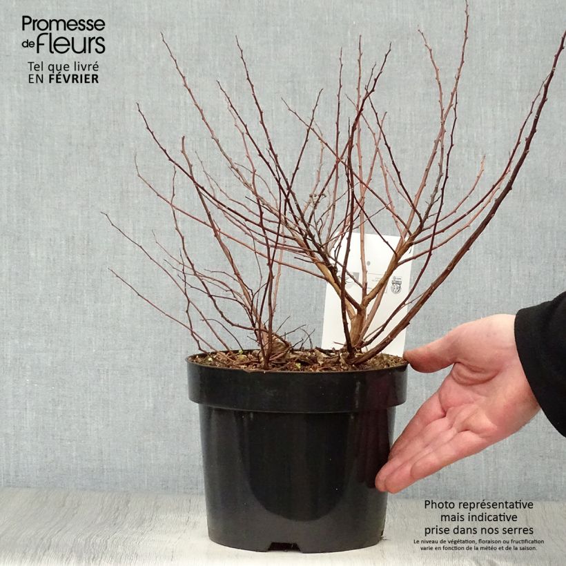 Example of Spirée à feuilles de bouleau Tor Gold - Spiraea betulifolia Pot van 3 l/4 l as you get in hiver