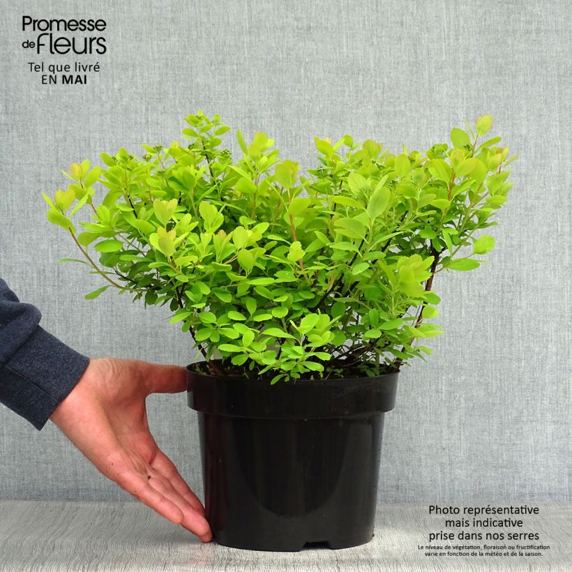 Exemplaar van Spiraea betulifolia Tor Gold - Spierstruik Pot van 3 l/4 l zoals geleverd in de lente