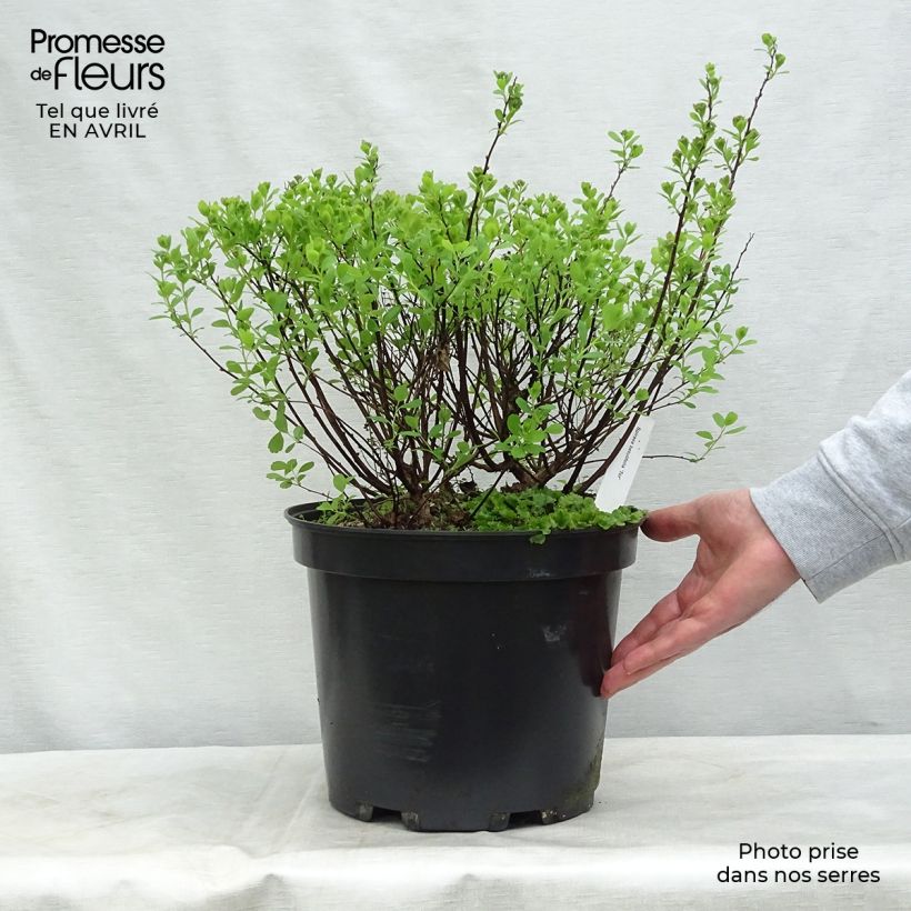 Exemplaar van Spiraea betulifolia Tor - Spierstruik Pot van 7,5 l/10 l zoals geleverd in de lente