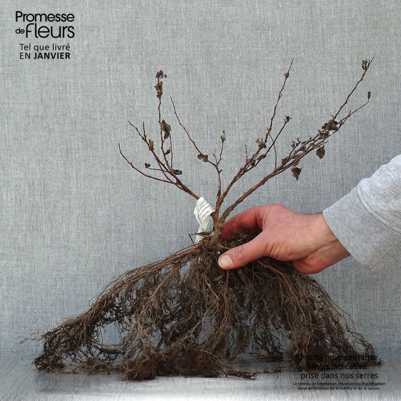 Example of Spirée à feuilles de bouleau Tor - Spiraea betulifolia Naakte wortel as you get in hiver