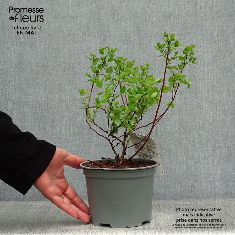 Exemplaar van Spiraea betulifolia Island - Spierstruik Pot van 2 l/3 l zoals geleverd in de lente