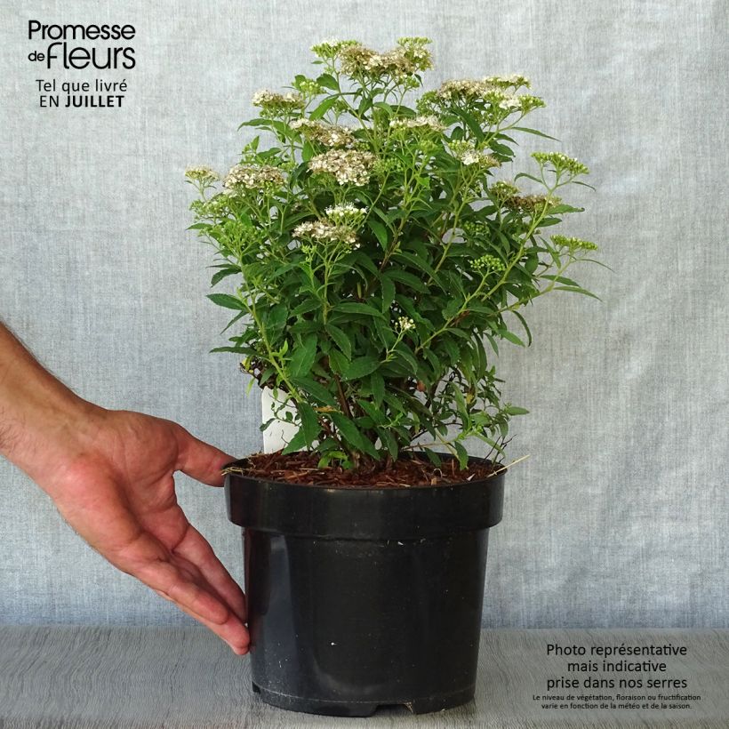 Exemplaar van Spiraea japonica Albiflora - Spierstruik Pot van 2 l/3 l zoals geleverd in de zomer