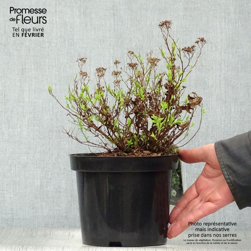 Example of Spirée japonaise Albiflora - Spiraea japonica Pot van 2 l/3 l as you get in hiver