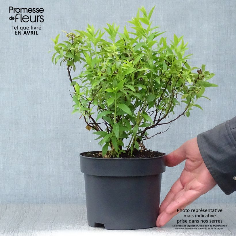 Exemplaar van Spiraea japonica Albiflora - Spierstruik Pot van 2 l/3 l zoals geleverd in de lente
