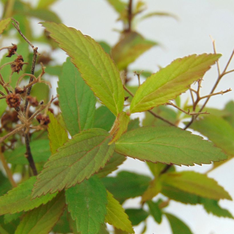 Spierstruik Anthony Waterer - Spiraea japonica (Foliage)
