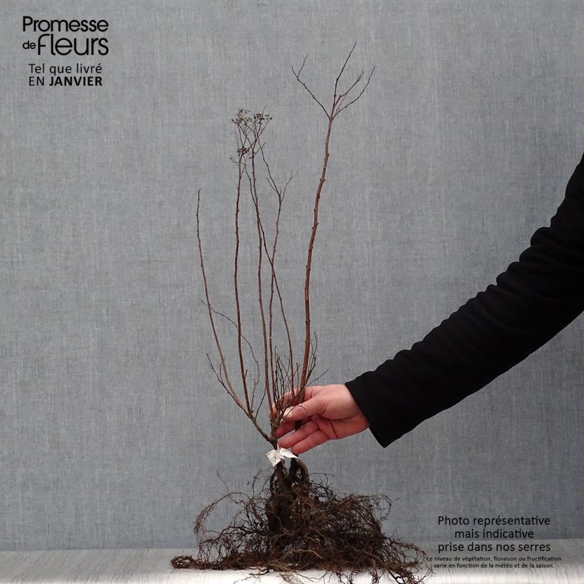 Example of Spierstruik Anthony Waterer - Spiraea japonica Naakte wortel as you get in hiver