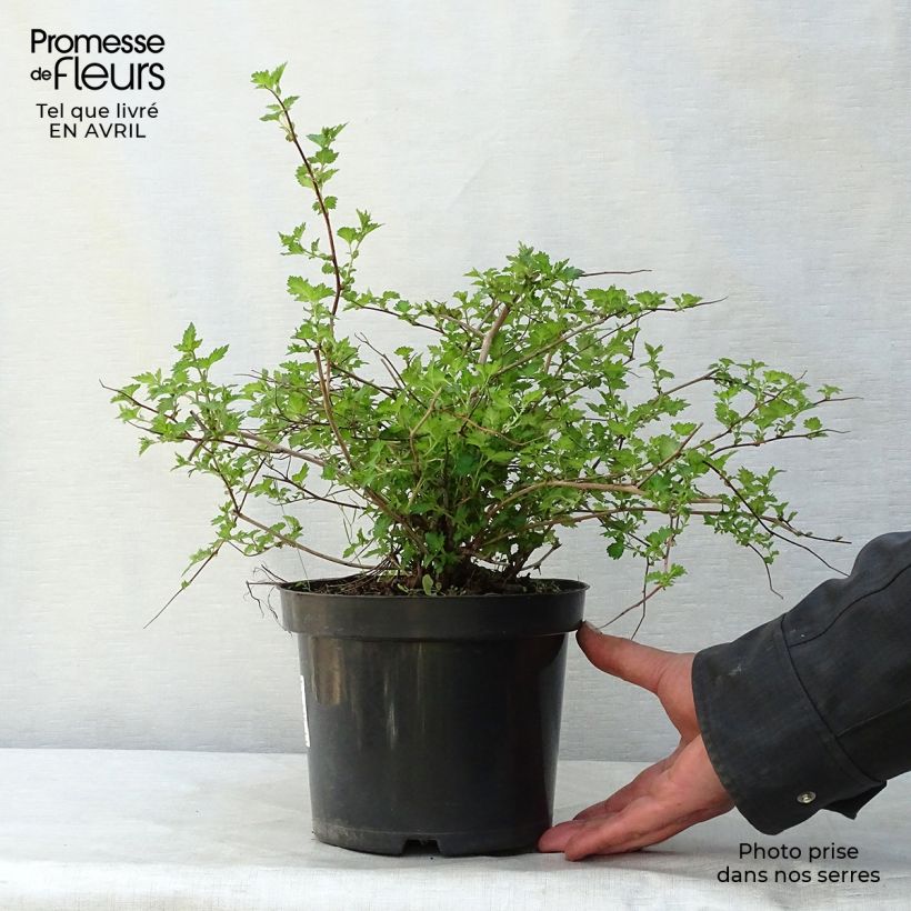 Exemplaar van Spiraea japonica Crispa - Spierstruik Pot van 1,5 l/2 l zoals geleverd in de lente