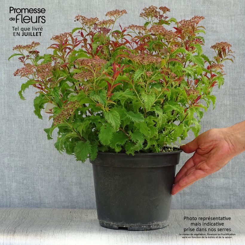 Exemplaar van Spiraea japonica Crispa - Spierstruik Pot van 3 l/4 l zoals geleverd in de zomer