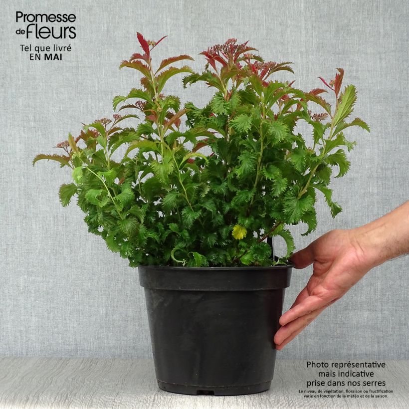 Exemplaar van Spiraea japonica Crispa - Spierstruik Pot van 3 l/4 l zoals geleverd in de lente
