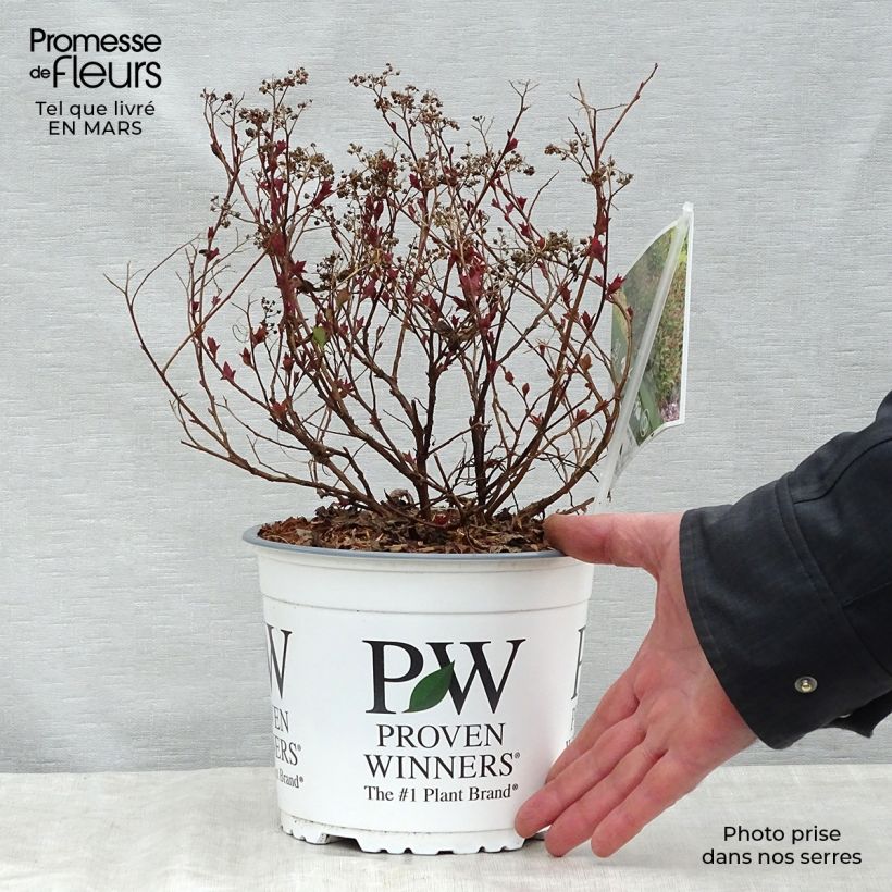 Exemplaar van Spiraea japonica Double Play Artist - Spierstruik Pot van 2 l/3 l zoals geleverd in de lente