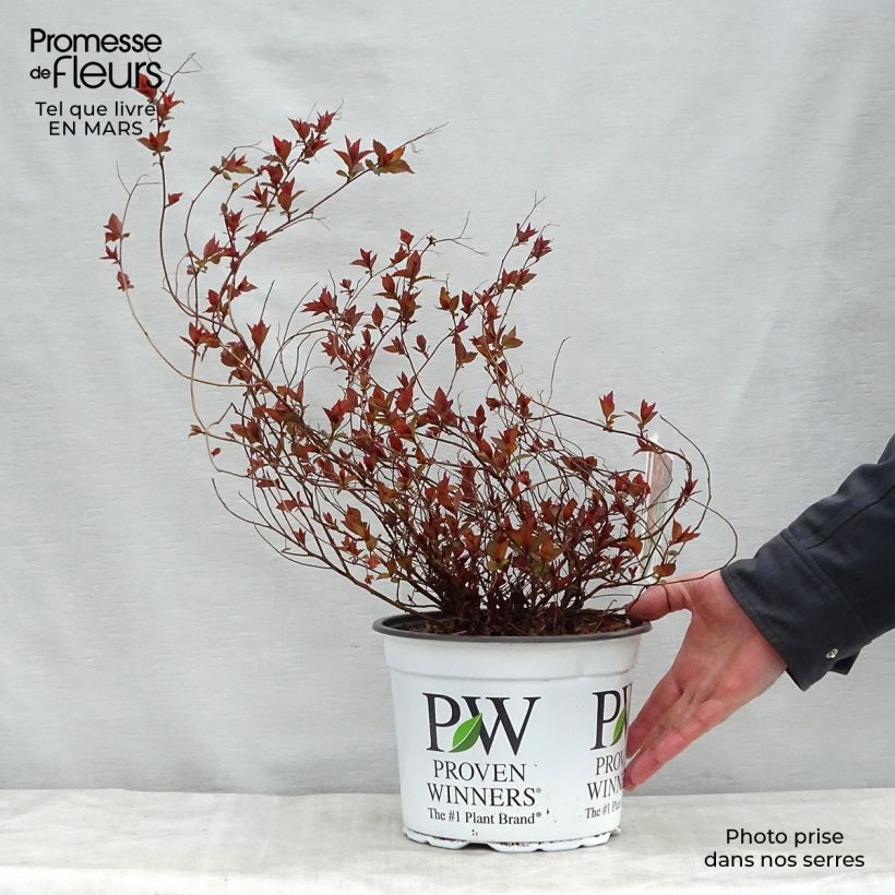 Exemplaar van Spiraea japonica Double Play Red - Spierstruik Pot van 2 l/3 l zoals geleverd in de lente