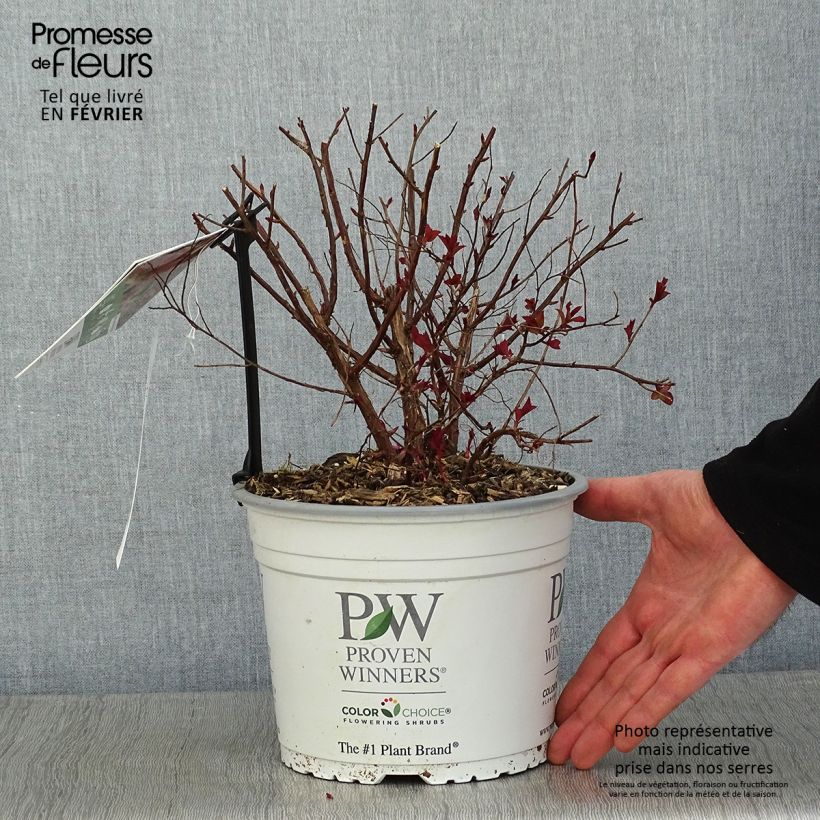 Example of Spirée japonaise Double Play Red - Spiraea japonica Pot van 2 l/3 l as you get in hiver