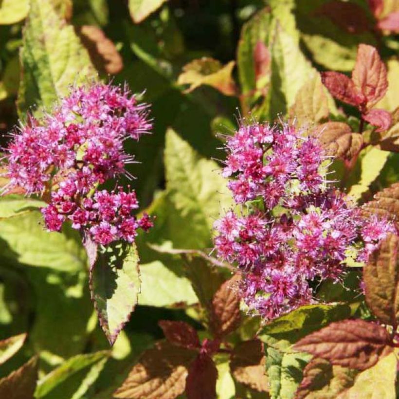 Spierstruik Firelight - Spiraea japonica (Flowering)