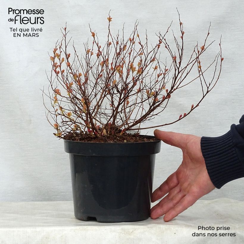 Exemplaar van Spierstruik Firelight - Spiraea japonica Pot van 3 l/4 l zoals geleverd in de lente