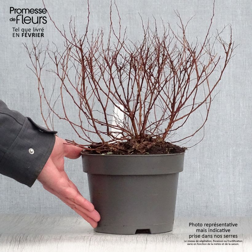 Example of Spierstruik Firelight - Spiraea japonica Pot van 3 l/4 l as you get in hiver