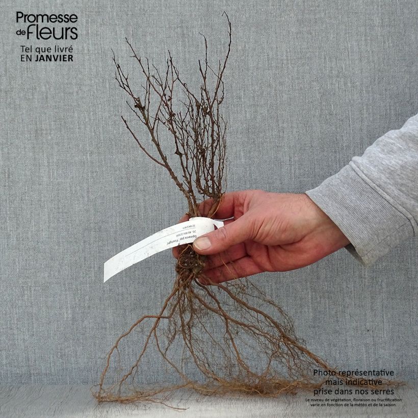 Example of Spierstruik Firelight - Spiraea japonica Naakte wortel as you get in hiver