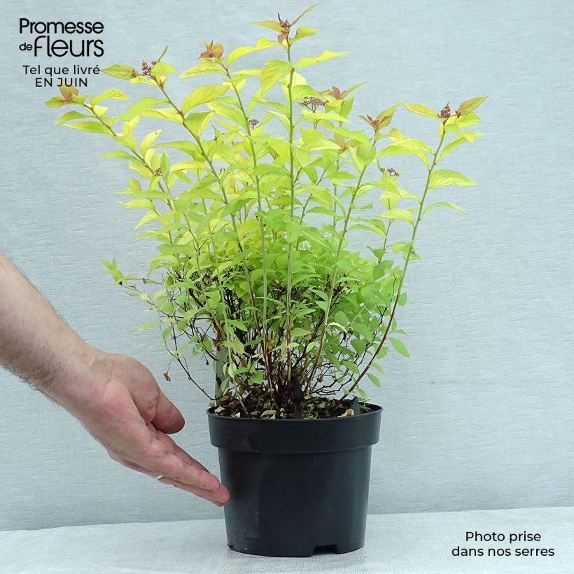 Exemplaar van Spiraea japonica Golden Princess - Spierstruik Pot van 2 l/3 l zoals geleverd in de zomer