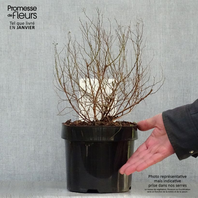 Example of Spirée japonaise Golden Princess - Spiraea japonica Pot van 2 l/3 l as you get in hiver