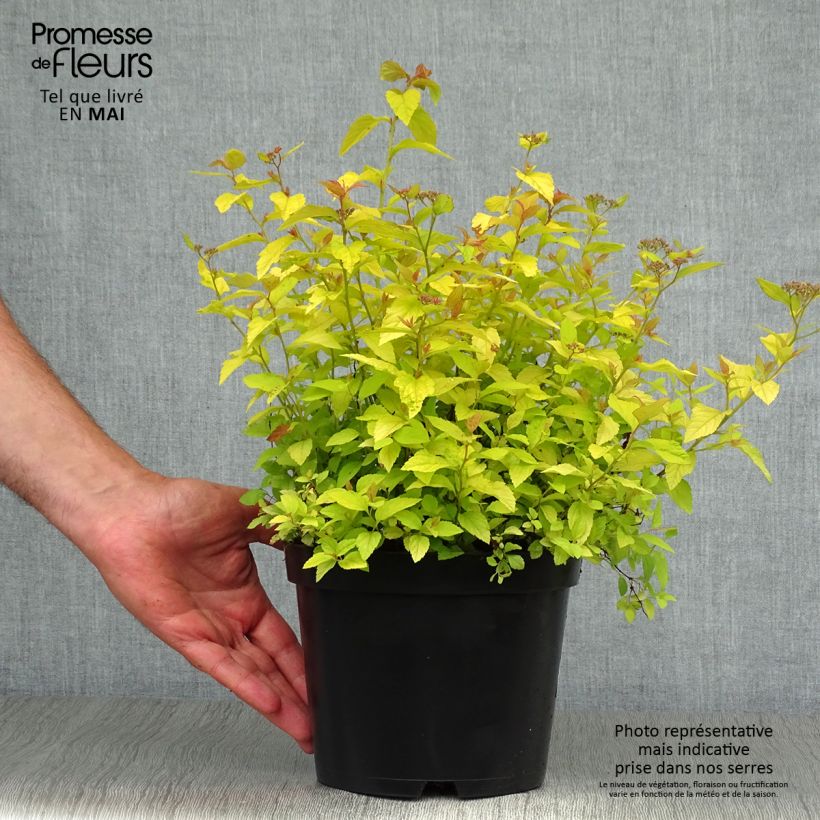 Exemplaar van Spiraea japonica Golden Princess - Spierstruik Pot van 2 l/3 l zoals geleverd in de lente