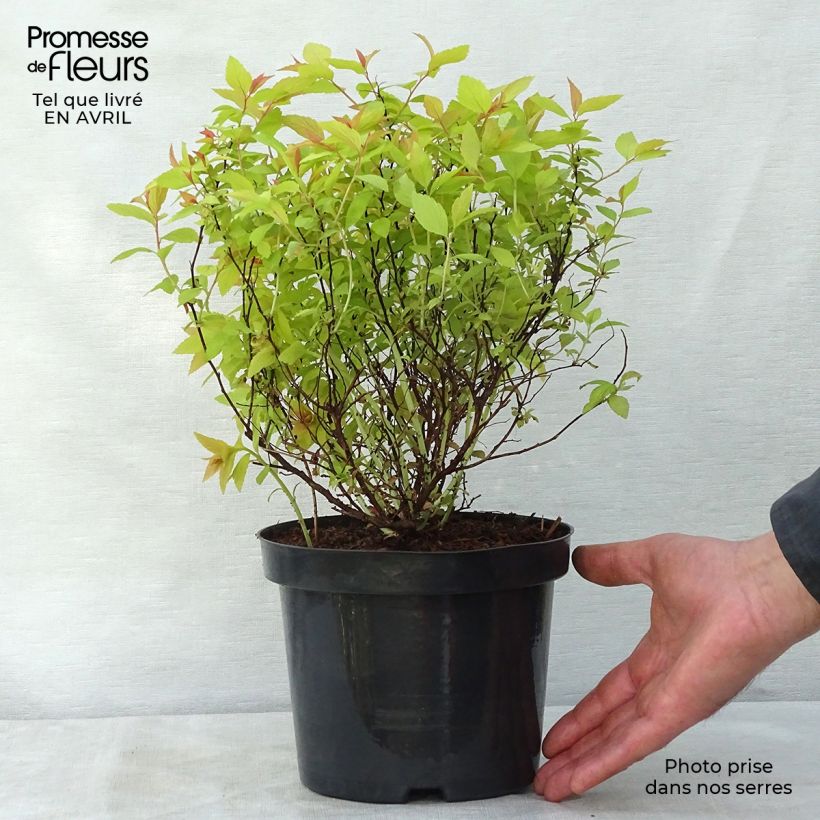 Exemplaar van Spiraea japonica Goldflame - Spierstruik Pot van 2 l/3 l zoals geleverd in de lente