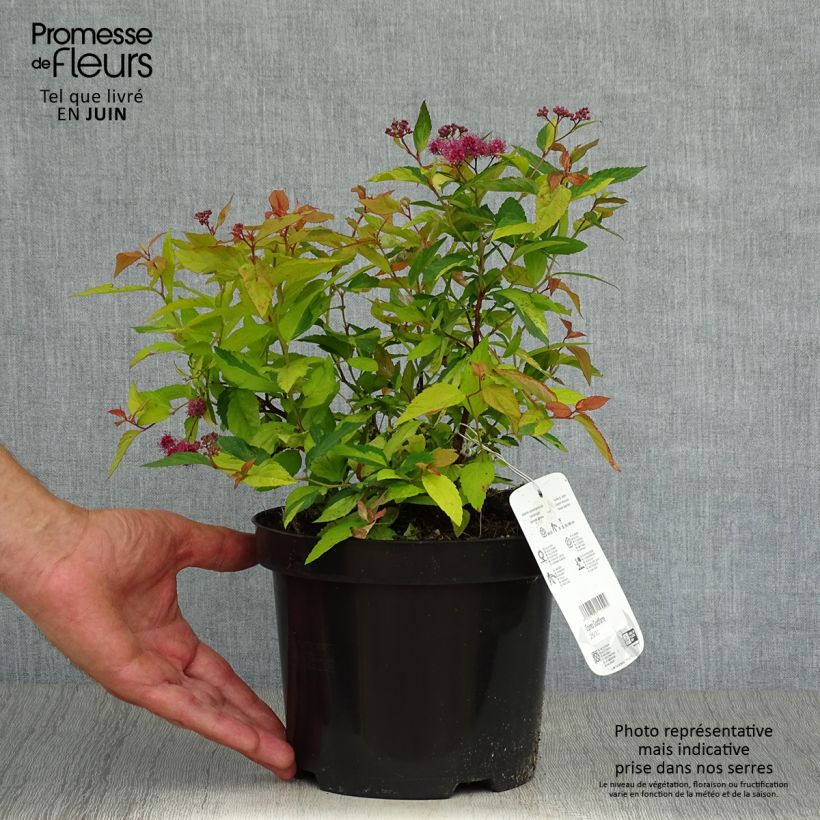 Exemplaar van Spiraea japonica Goldflame - Spierstruik Pot van 2 l/3 l zoals geleverd in de zomer