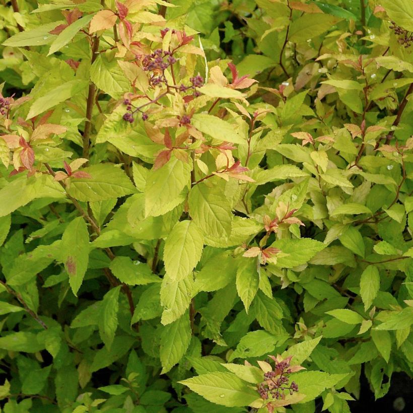 Spiraea japonica Goldflame - Spierstruik (Foliage)