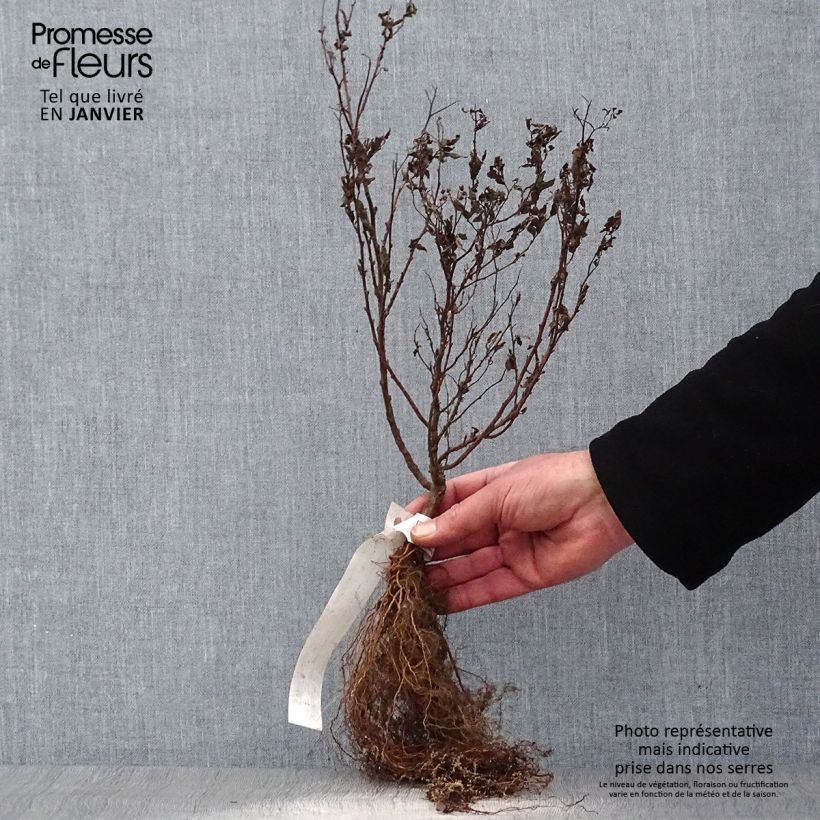 Example of Spirée japonaise Goldflame - Spirée japonaise Naakte wortel as you get in hiver