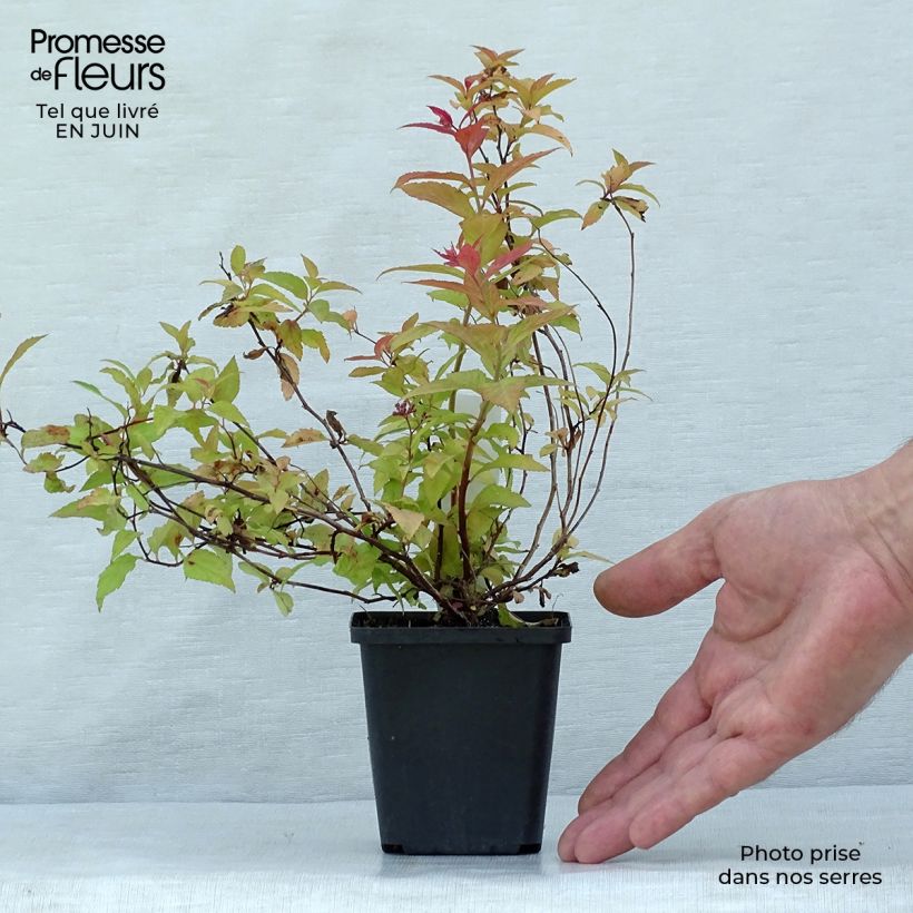 Exemplaar van Spiraea japonica Goldflame - Spierstruik Kweekpotje van 8/9 cm zoals geleverd in de zomer