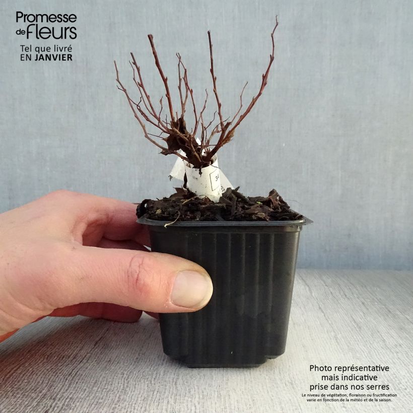 Example of Spirée japonaise Goldflame - Spirée japonaise Kweekpotje van 8/9 cm as you get in hiver