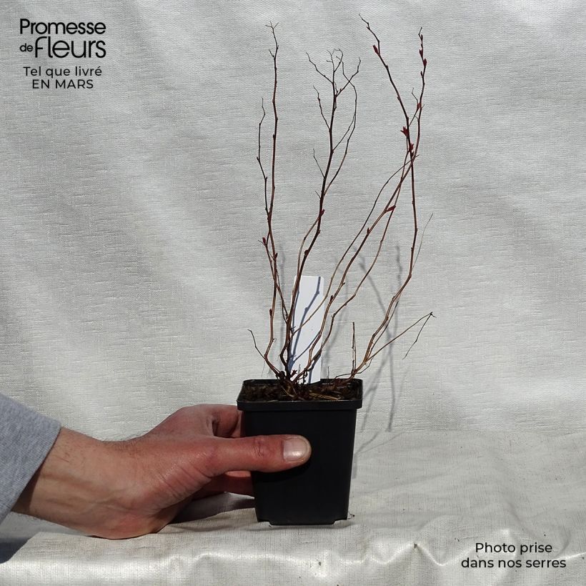 Exemplaar van Spiraea japonica Goldflame - Spierstruik Kweekpotje van 8/9 cm zoals geleverd in de lente