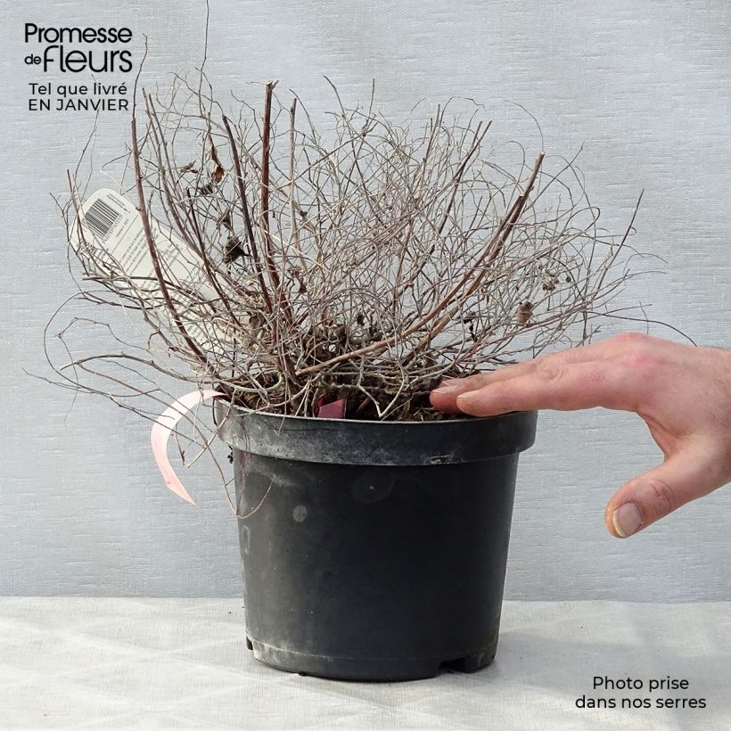 Example of Spiraea japonica Goldmound - Spierstruik Pot van 2 l/3 l as you get in hiver