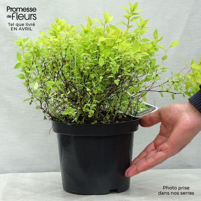Exemplaar van Spiraea japonica Goldmound - Spierstruik Pot van 2 l/3 l zoals geleverd in de lente