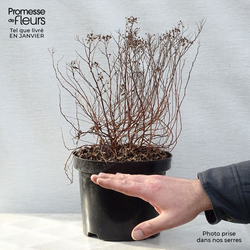 Example of Spiraea japonica Little Princess - Spierstruik Pot van 2 l/3 l as you get in hiver