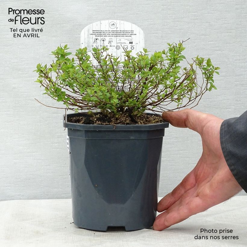 Exemplaar van Spiraea japonica Little Princess - Spierstruik Pot van 2 l/3 l zoals geleverd in de lente