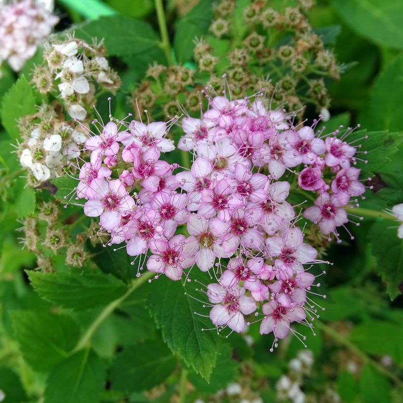 Spiraea japonica Little Princess - Spierstruik (Flowering)