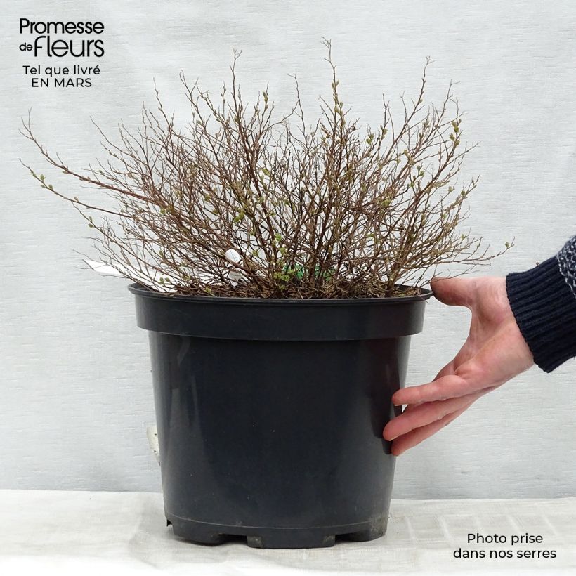 Example of Spiraea japonica Little Princess - Spierstruik Pot van 4 l/5 l as you get in hiver