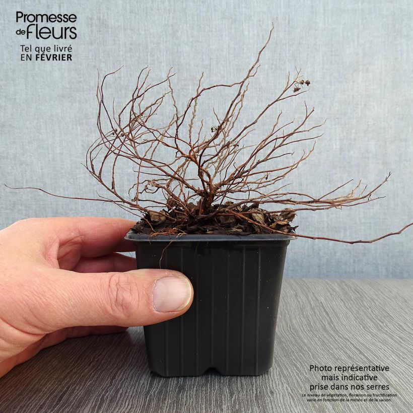 Example of Spiraea japonica Little Princess - Spierstruik Kweekpotje van 8/9 cm as you get in hiver