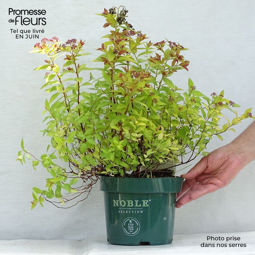 Exemplaar van Spiraea japonica Magic Carpet - Spierstruik Pot van 2 l/3 l zoals geleverd in de zomer
