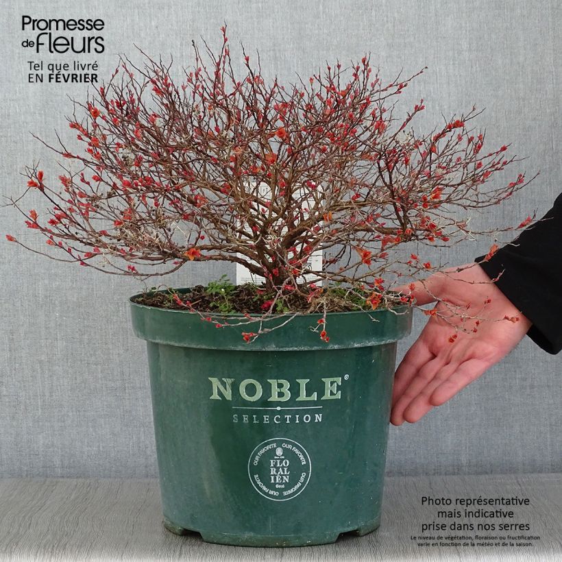 Example of Spirée japonaise Magic Carpet - Spiraea japonica Pot van 4 l/5 l as you get in hiver