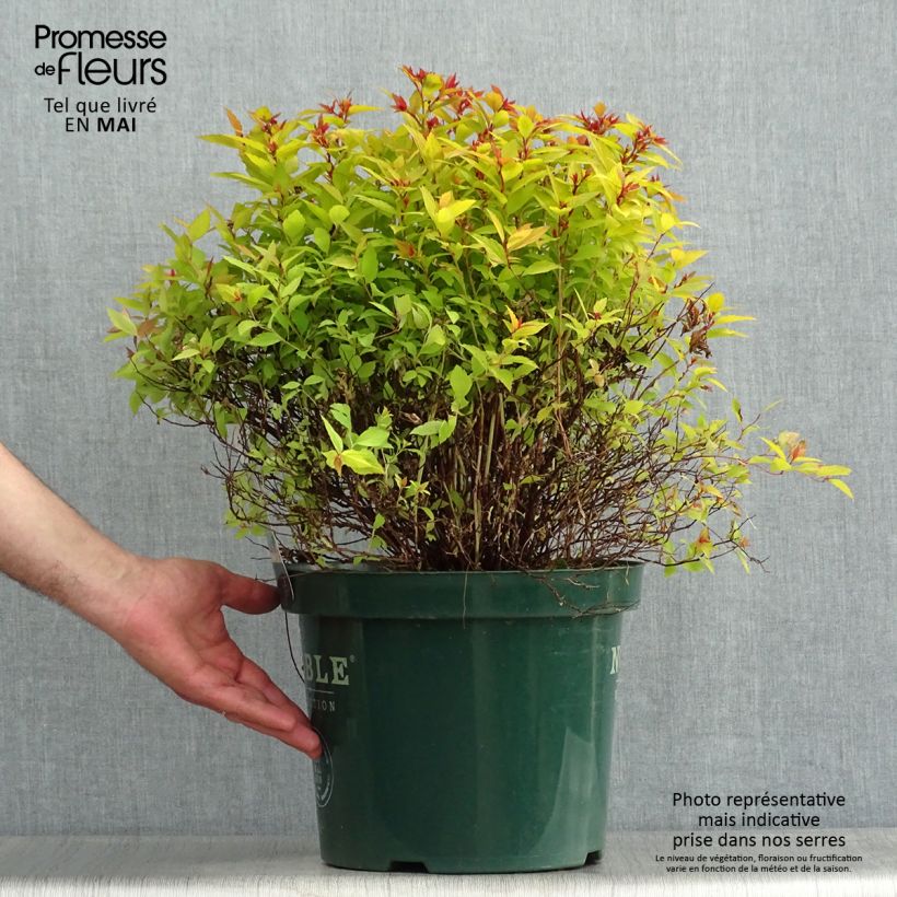 Exemplaar van Spiraea japonica Magic Carpet - Spierstruik Pot van 4 l/5 l zoals geleverd in de lente