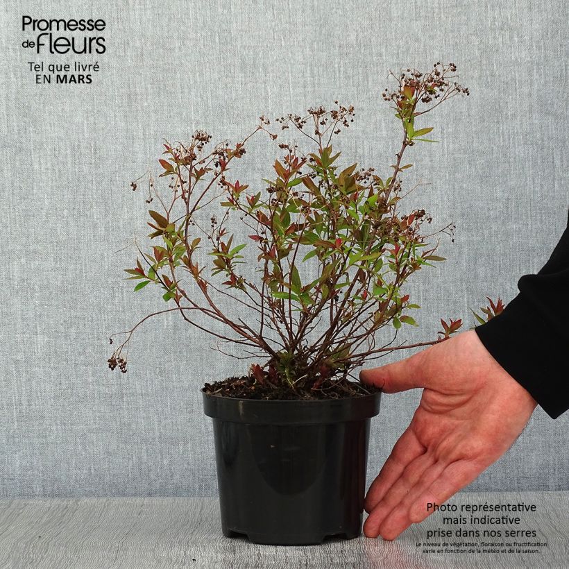 Example of Spirée japonaise Shirobana - Spiraea japonica Pot van 1 l/1,5 l as you get in hiver