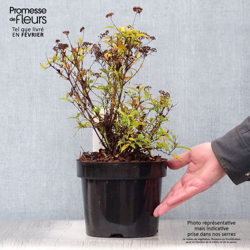 Example of Spirée japonaise Shirobana - Spiraea japonica Pot van 2 l/3 l as you get in hiver