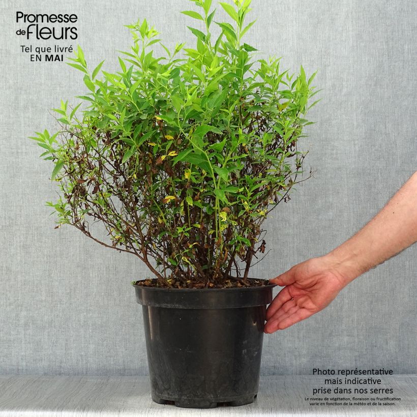 Exemplaar van Spiraea japonica Shirobana - Spierstruik Pot van 7,5 l/10 l zoals geleverd in de lente