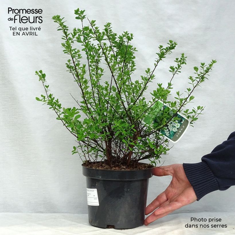 Exemplaar van Spiraea nipponica Snowmound - Nipponspirea Pot van 3 l/4 l zoals geleverd in de lente