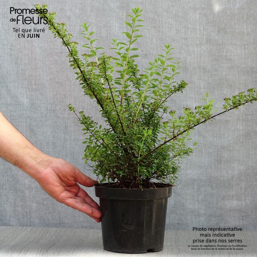 Exemplaar van Spiraea nipponica Snowmound - Nipponspirea Pot van 3 l/4 l zoals geleverd in de zomer
