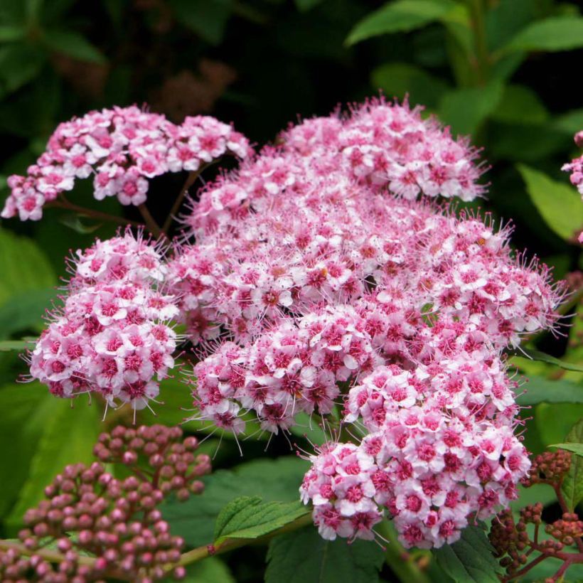 Spiraea japonica Sparkling Champagne - Spierstruik (Flowering)