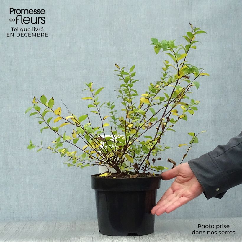 Example of Spirée japonaise Sparkling Champagne - Spiraea japonica  Pot van 3 l/4 l as you get in hiver
