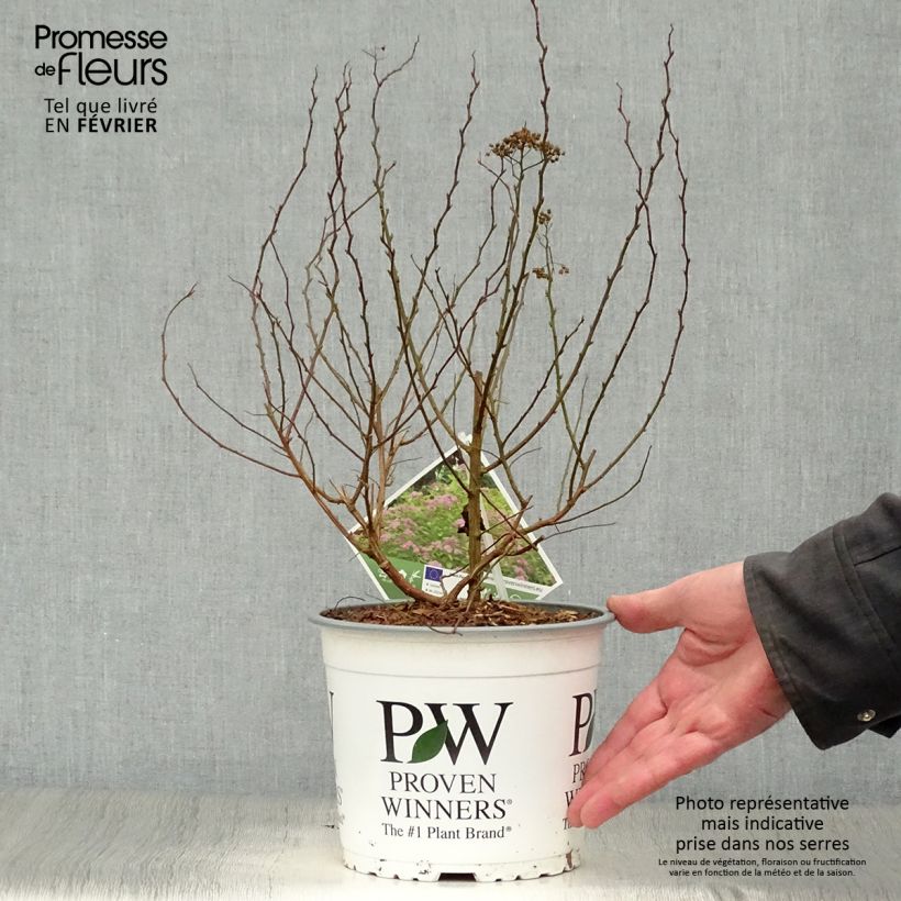 Example of Spirée japonaise - Spiraea japonica Double Play Big Bang Pot van 2 l/3 l as you get in hiver
